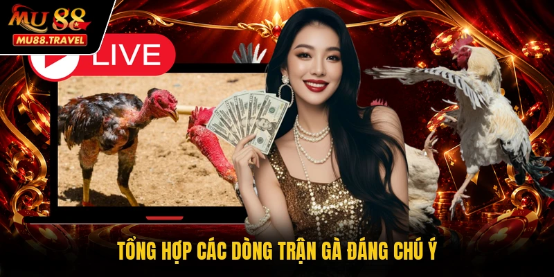 Tổng hợp các dòng trận gà đáng chú ý